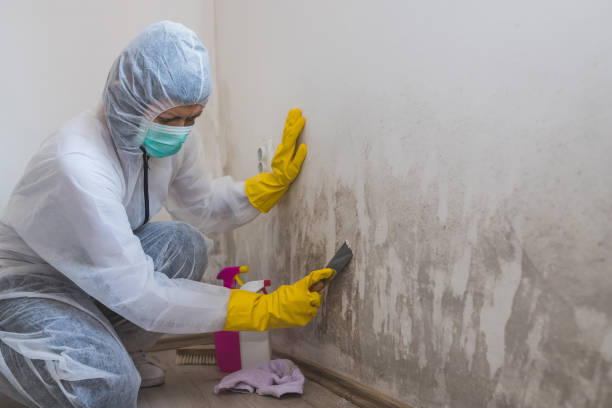 Best Toxic Mold Removal  in Lemoyne, PA
