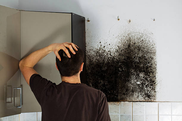 Best Residential Mold Removal  in Lemoyne, PA