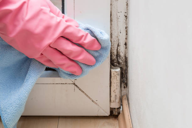 Best Mold Damage Repair  in Lemoyne, PA